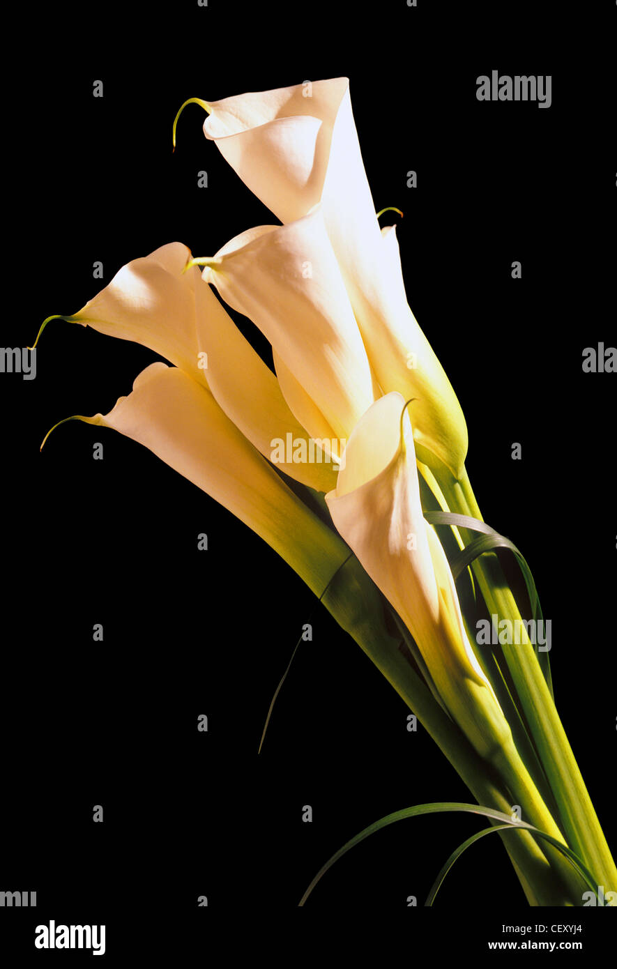 A still life shot of a lily flower on white background Stock Photo - Alamy