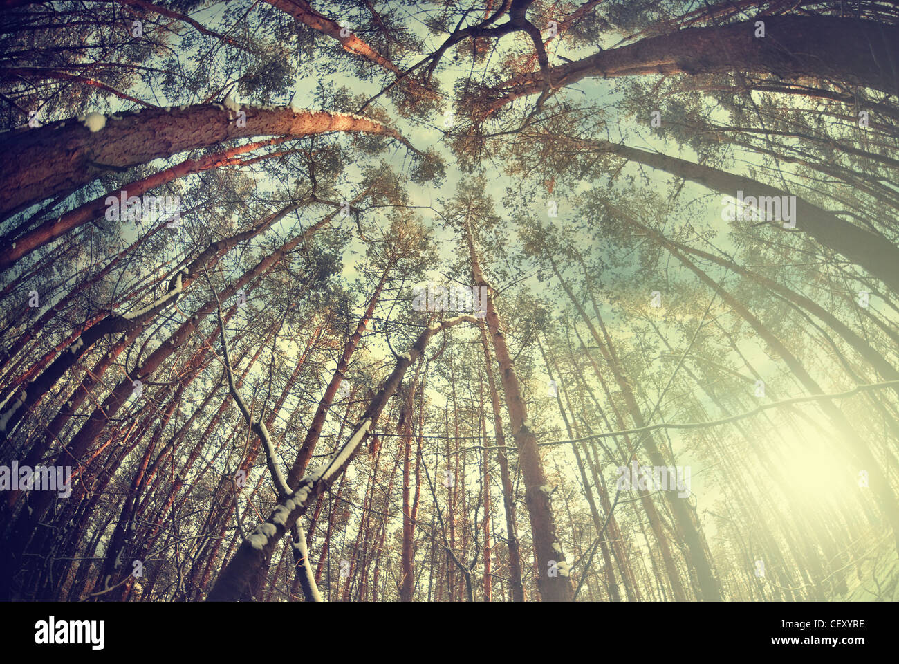 Winter forest trees Stock Photo - Alamy