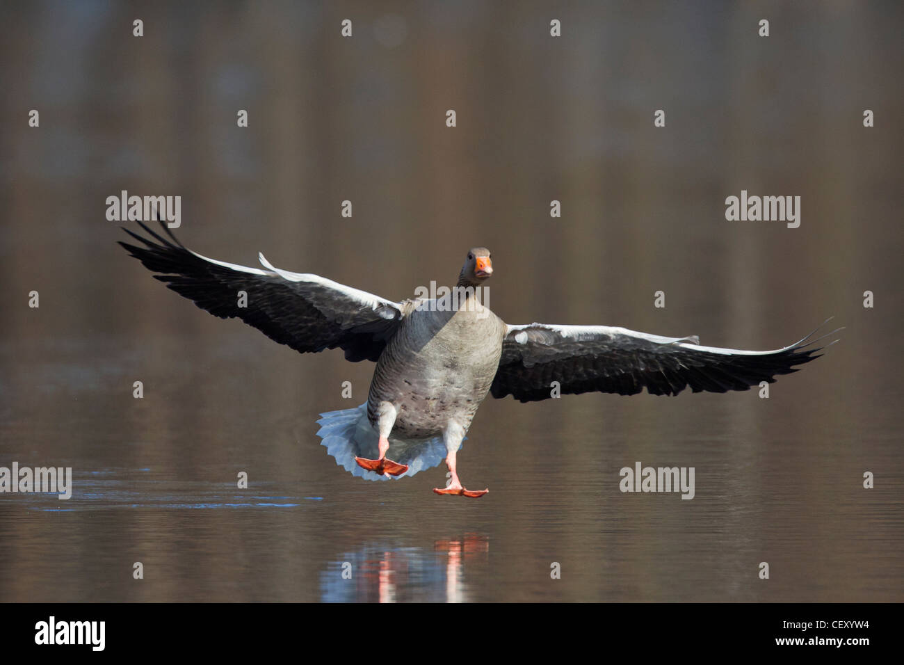 Greylag goose / graylag goose (Anser anser) landing on lake, Germany Stock Photo