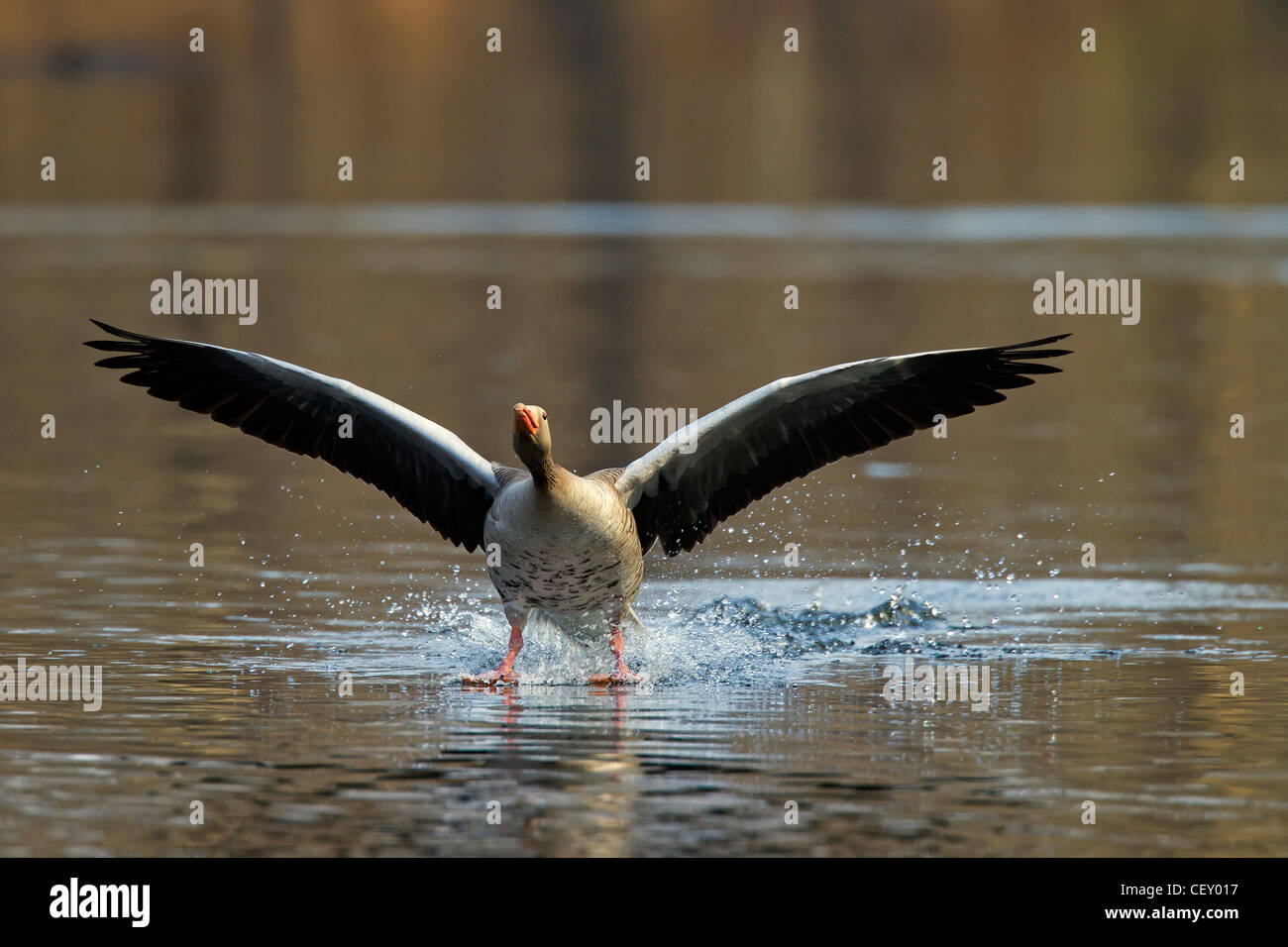 Greylag goose / graylag goose (Anser anser) landing on lake, Germany Stock Photo