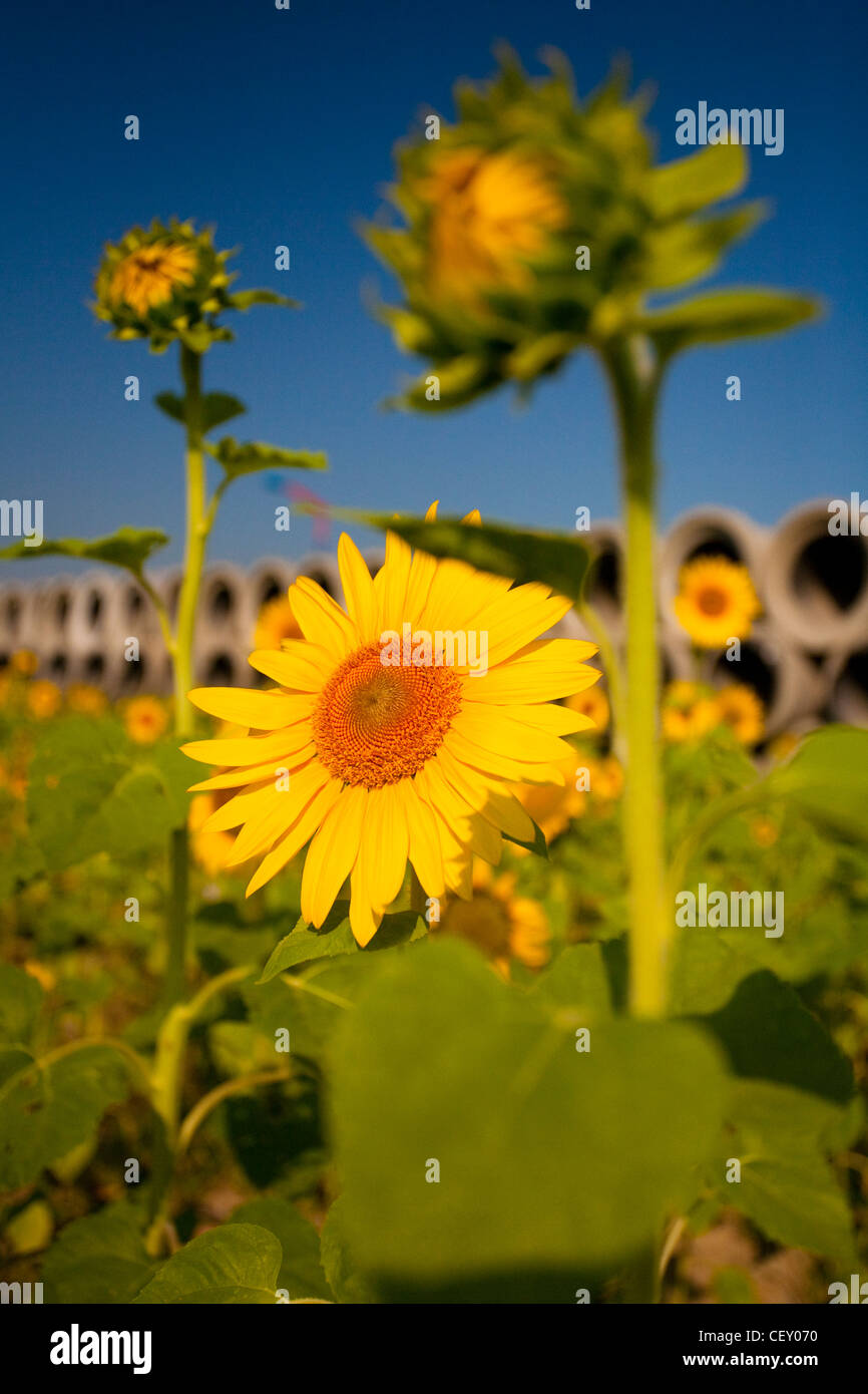 Sunflowers under the sun with blue sky Stock Photo - Alamy