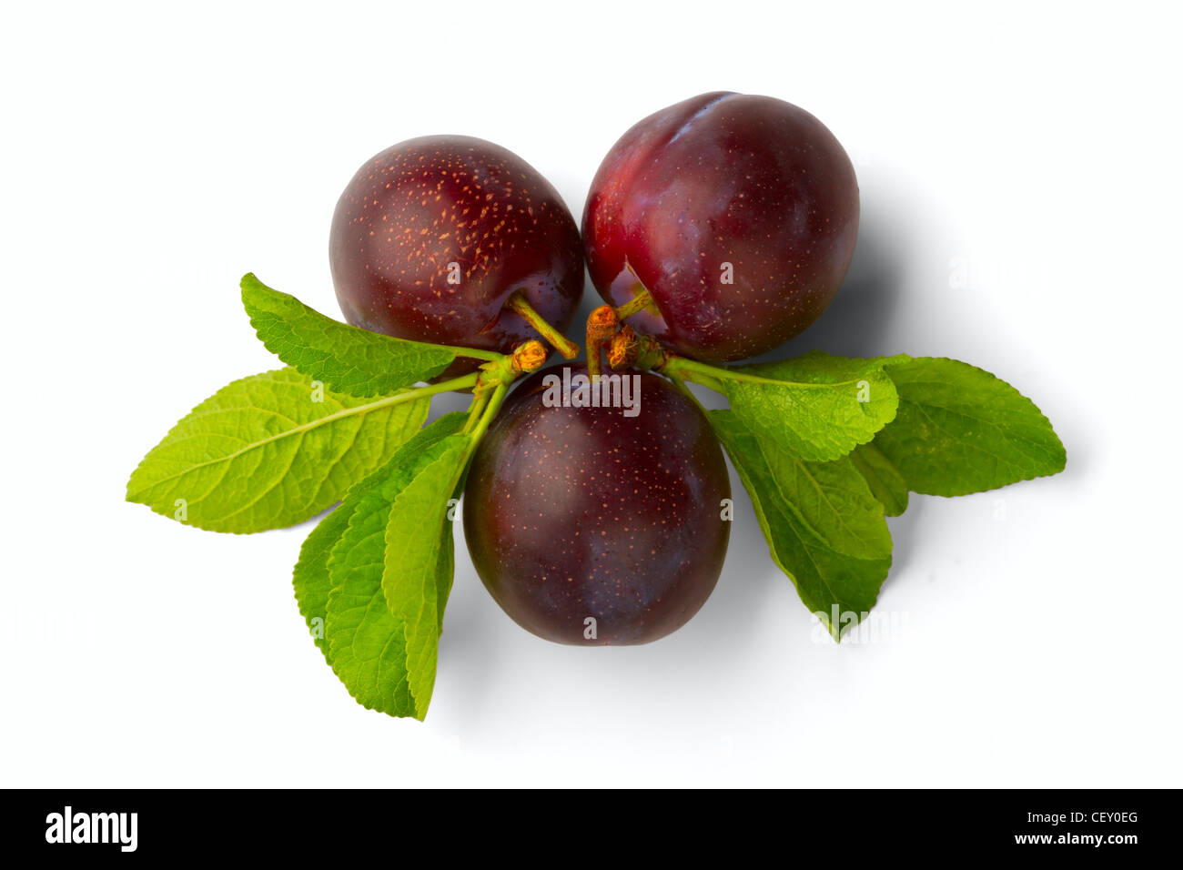 ripe plum isolated on a white background Stock Photo - Alamy