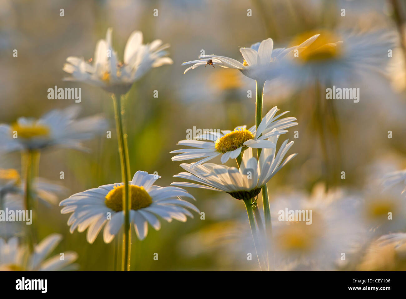 Oxeye daisy / Ox-eye Daisy / Moon daisies (Leucanthemum vulgare / Chrysanthemum leucanthemum) flowering in meadow, Germany Stock Photo