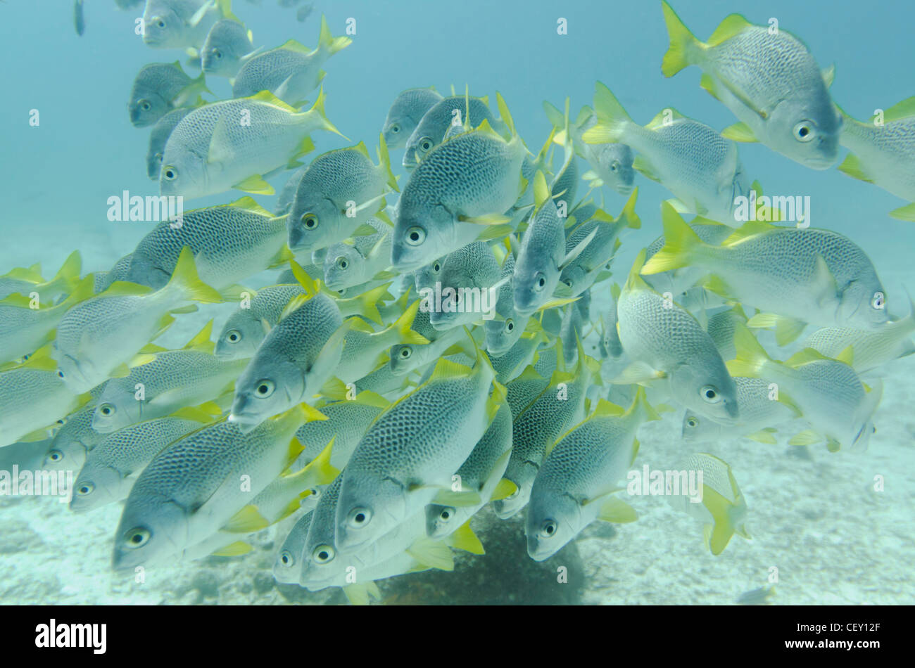 yellow-tailed grunt fish (anisotremus interruptus); galapagos, equador Stock Photo
