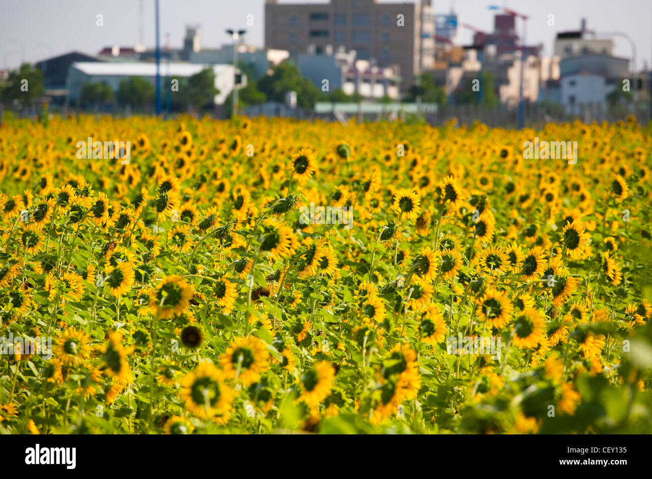 Sunflowers under the sun with blue sky Stock Photo - Alamy