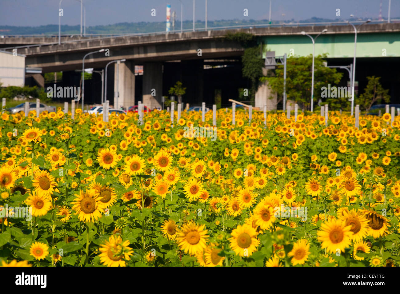 Sunflowers under the sun with blue sky Stock Photo - Alamy