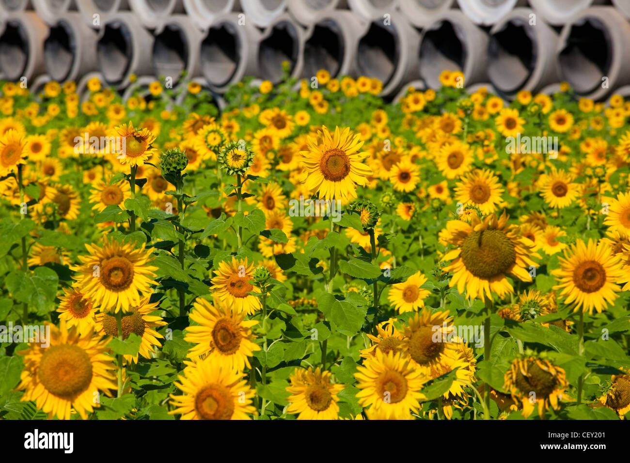Sunflowers under the sun with blue sky Stock Photo - Alamy