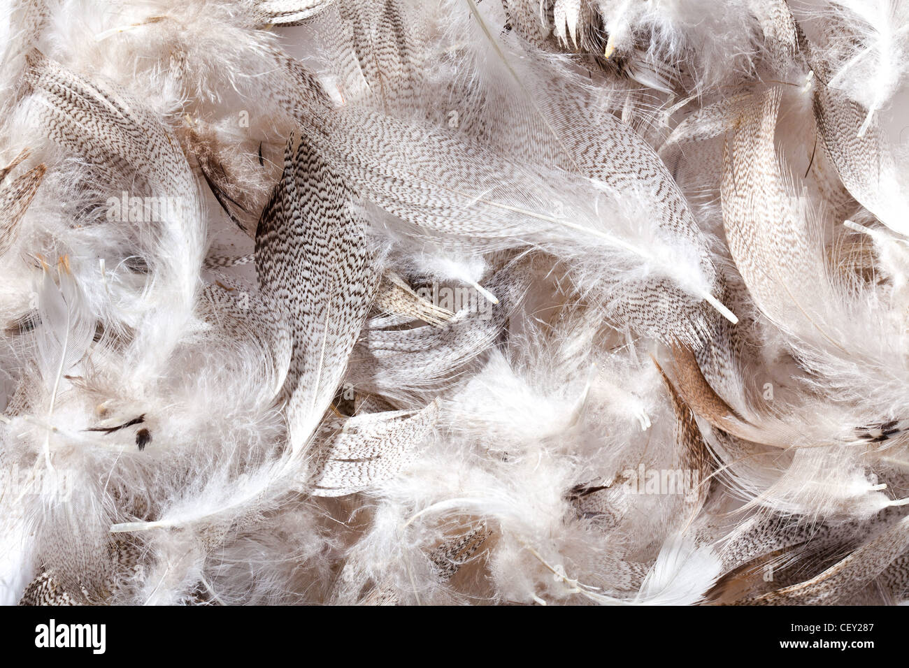 Fluff feather hi-res stock photography and images - Alamy