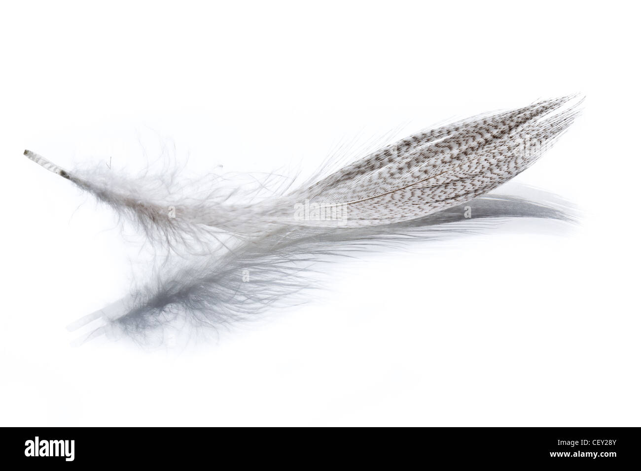 the white feather on white background Stock Photo