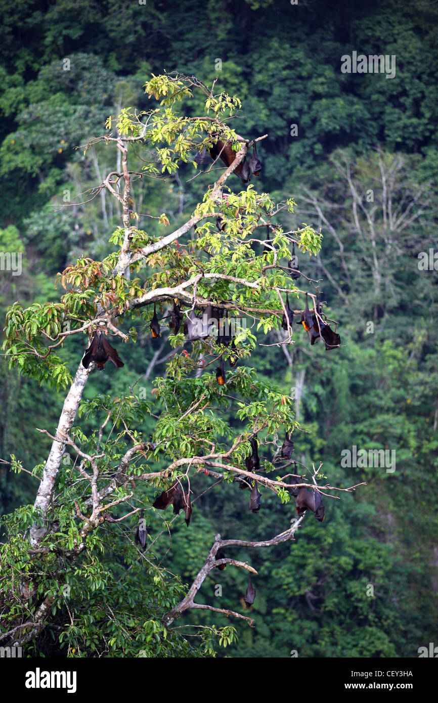 Flying fox fruit hi-res stock photography and images - Alamy