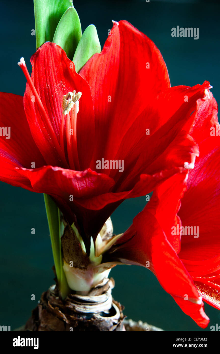 Close up of a red amaryllis with bulb and roots on dark background Stock Photo