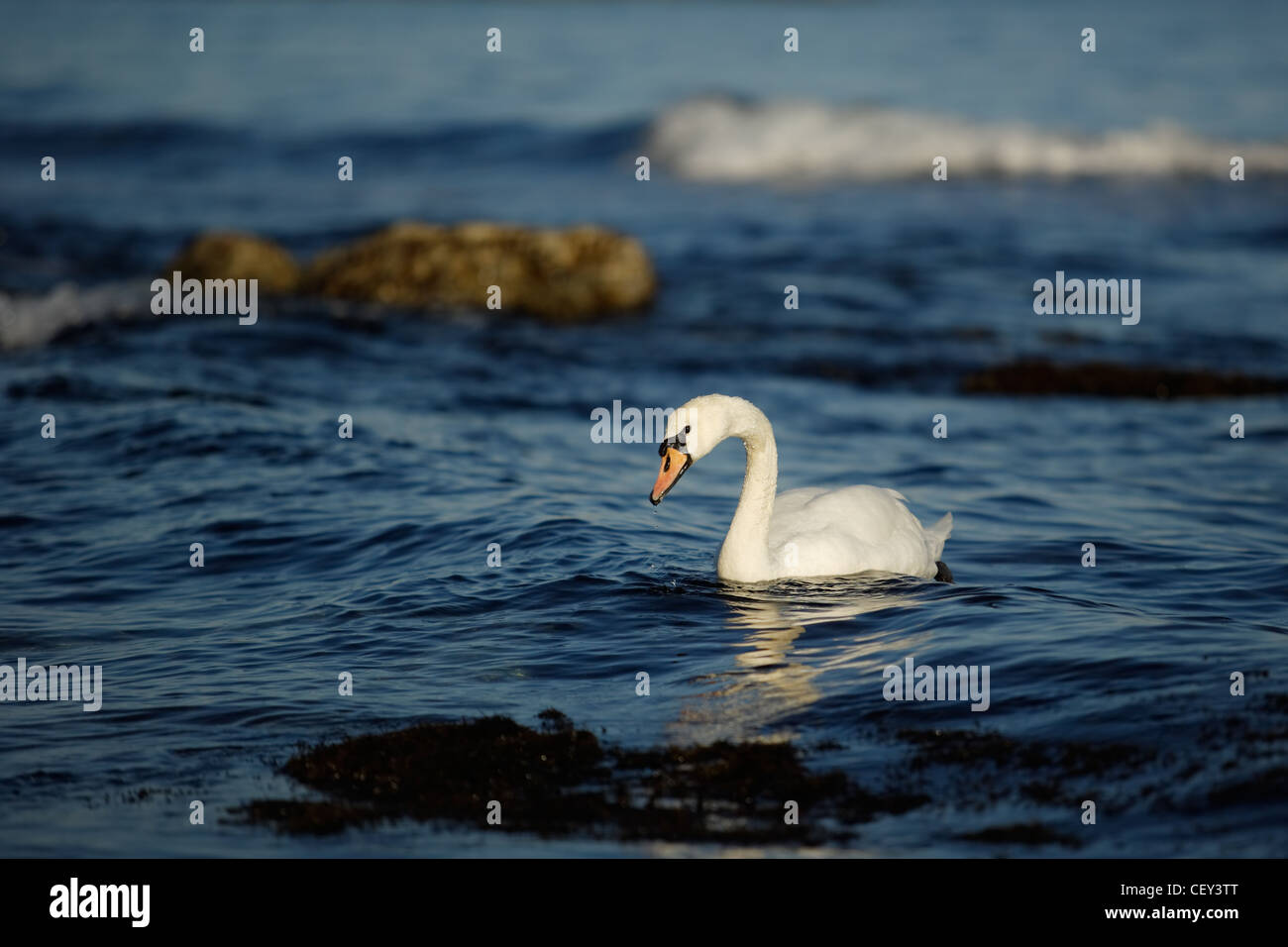 Swan in a blue sea water at the sunset Stock Photo