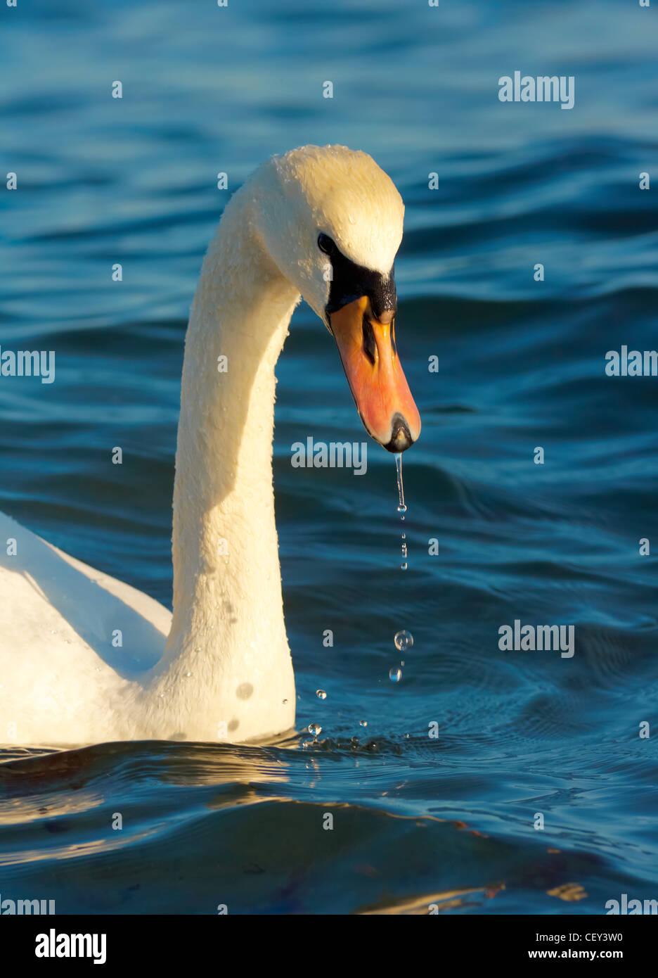 Portrait of a swan in a blue sea Stock Photo