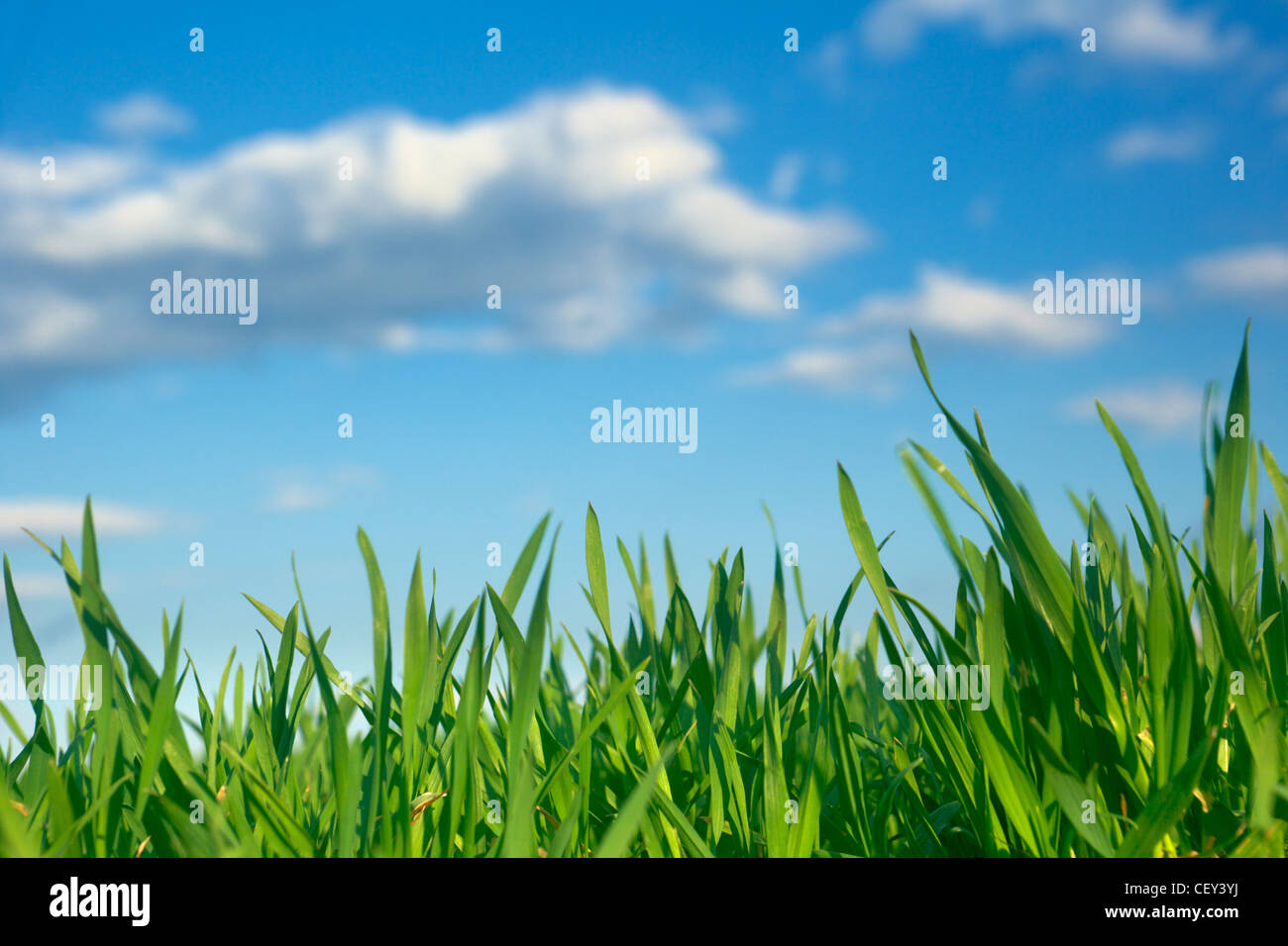 Spring scenery with fresh green grass and blue cloudy sky Stock Photo ...
