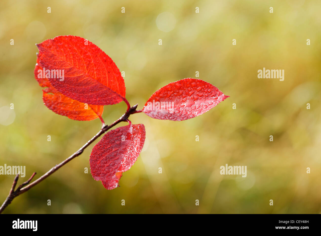 Red autumn leafs of aronia tree, fall colors of nature Stock Photo