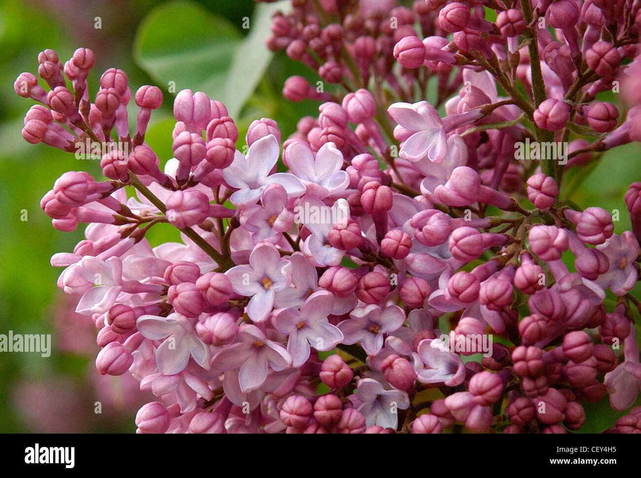 Cluster of small flowers hi-res stock photography and images - Alamy