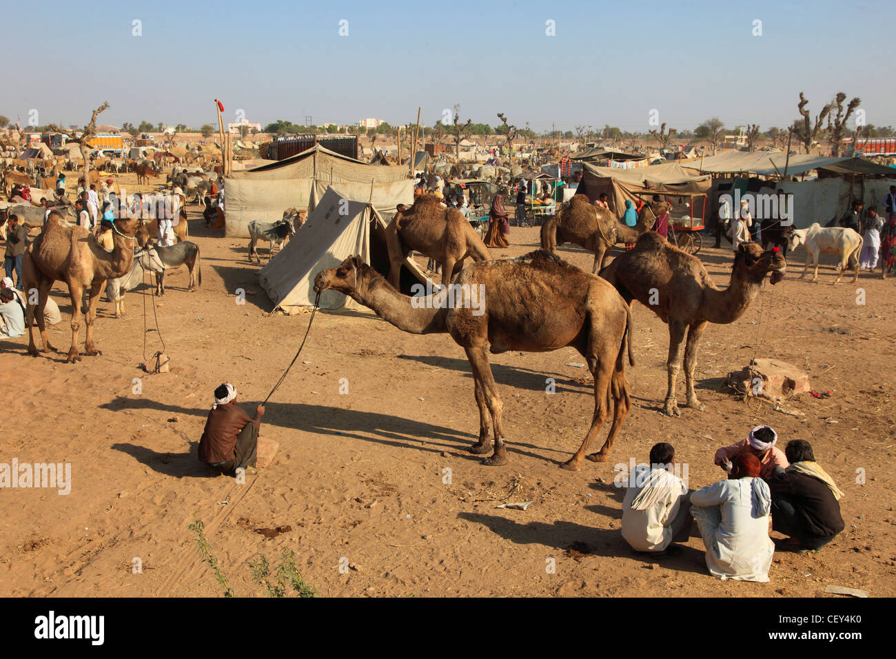 India, Rajasthan, Nagaur, Fair, general view, camels, people, Stock Photo