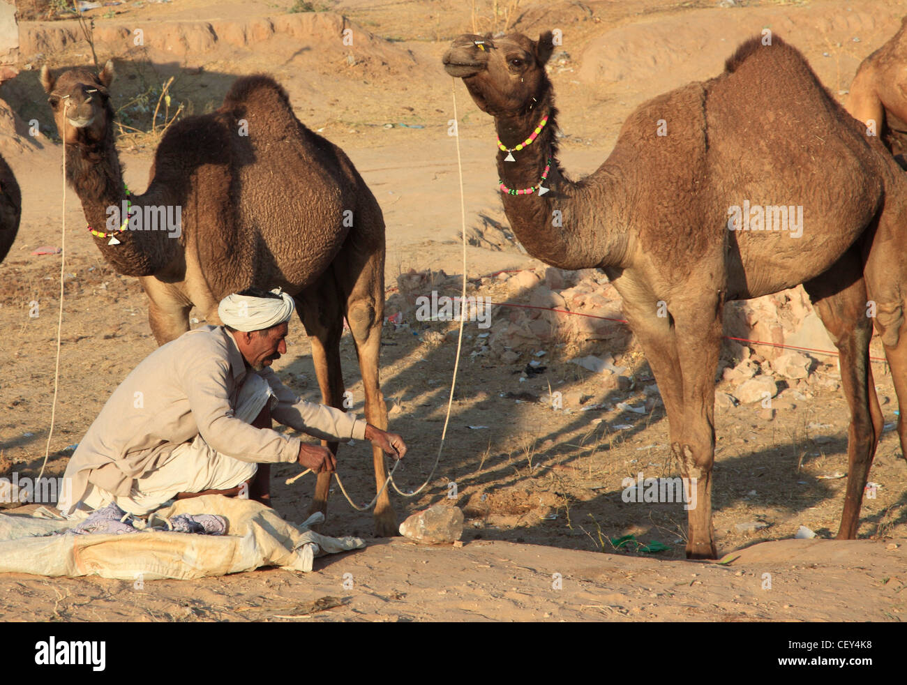 India, Rajasthan, Nagaur, Fair, camels, man, Stock Photo