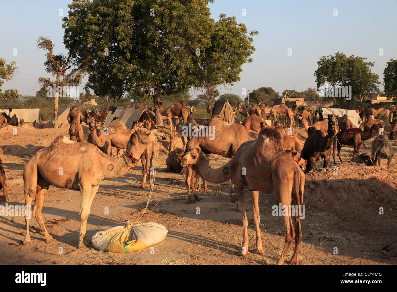 India, Rajasthan, Nagaur, Fair, camels, general view, Stock Photo