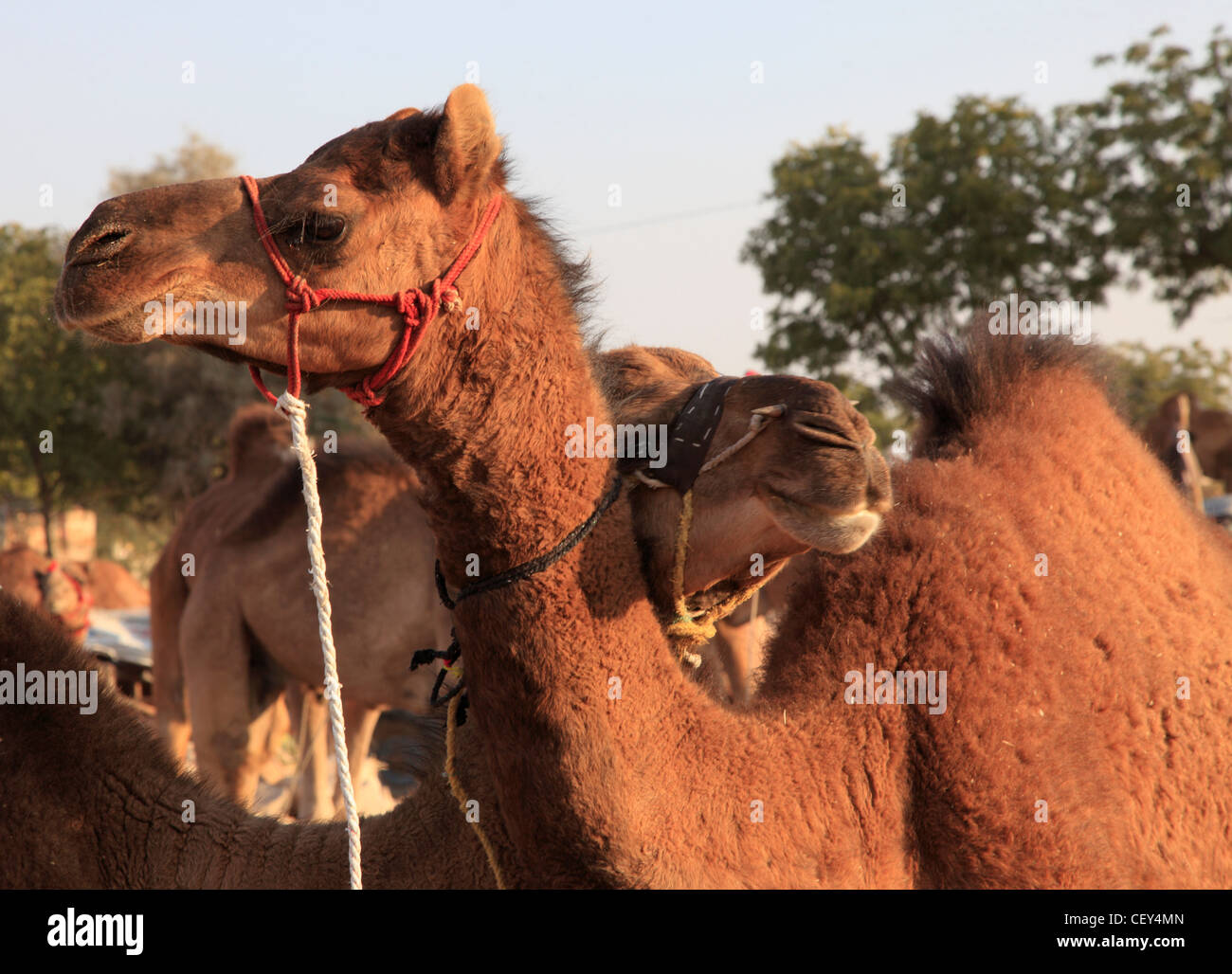 India, Rajasthan, Nagaur, Fair, camels, Stock Photo