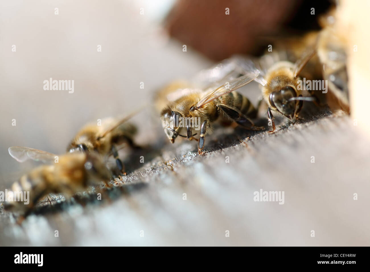 Honey bees entrance hive macro hi-res stock photography and images - Alamy