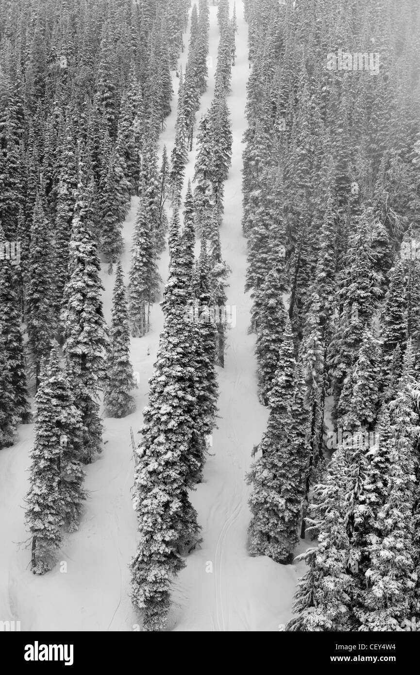 Canada forest planting Black and White Stock Photos & Images - Alamy