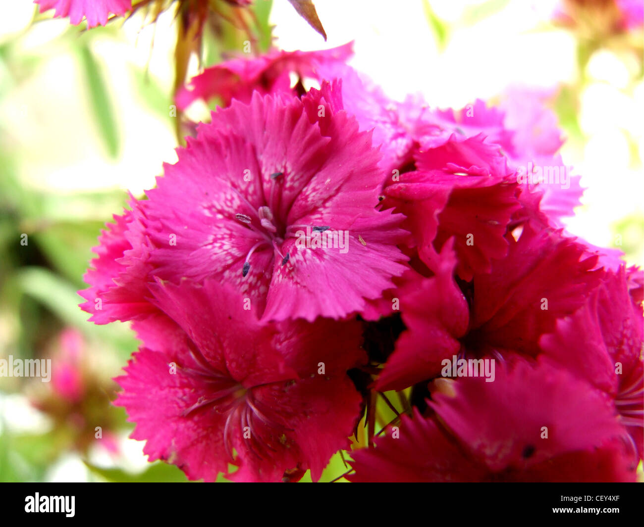 A close up of pink Sweet William (dianthus alpinus) Stock Photo