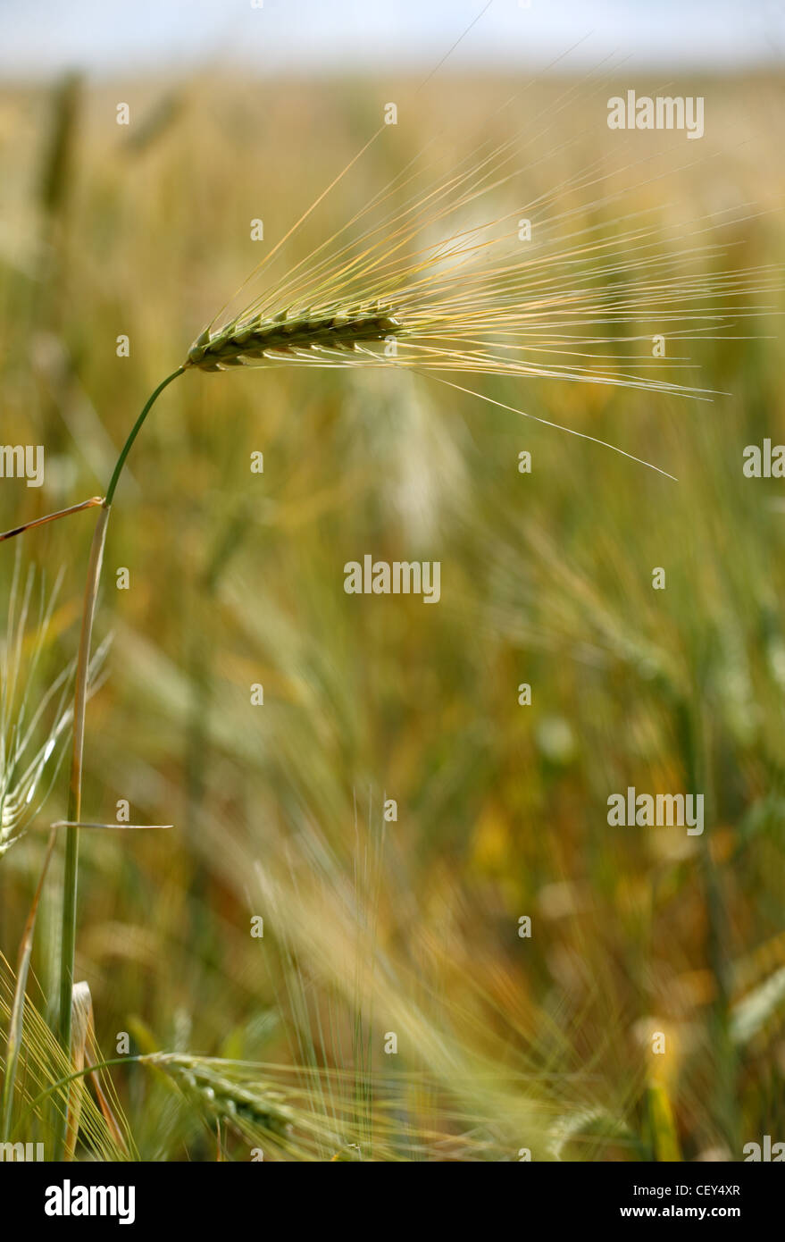 Lonely wheat-ear in a corn-field Stock Photo