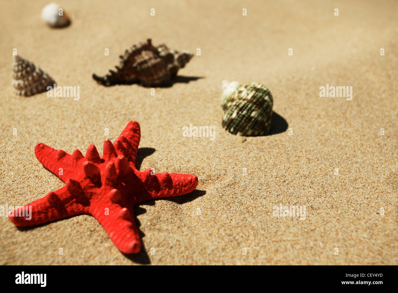 Shells and red star-fish on the beach sand Stock Photo - Alamy