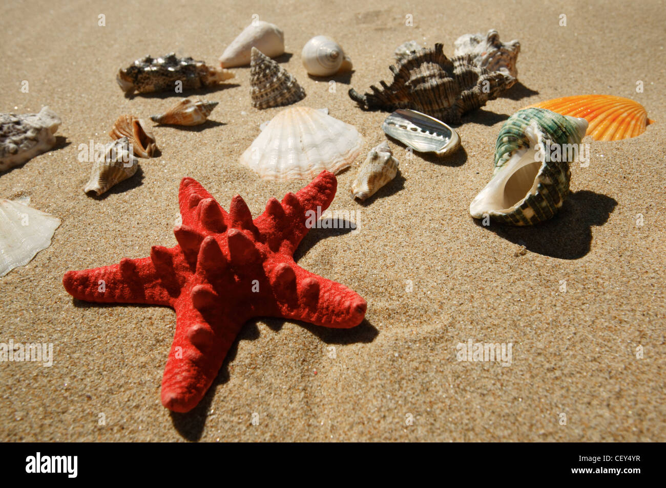 Red star-fish and tropical shells on the beach sand Stock Photo - Alamy
