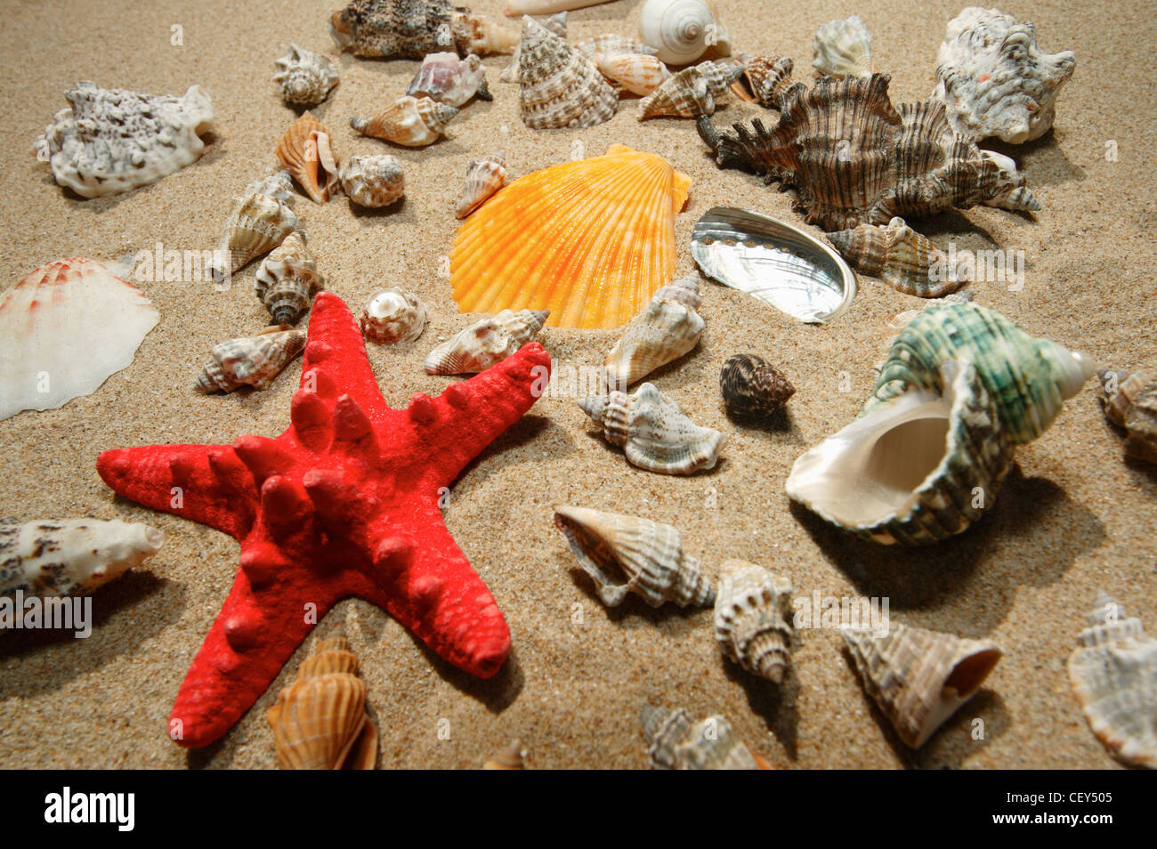 Tropical shells and red star-fish on a sand Stock Photo - Alamy