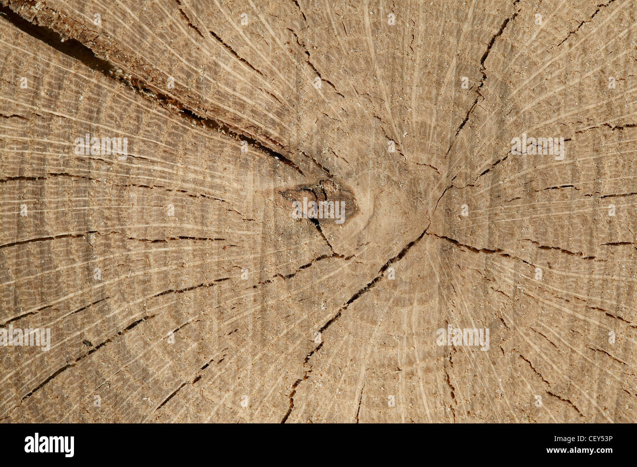 Wood kernel background Stock Photo Alamy