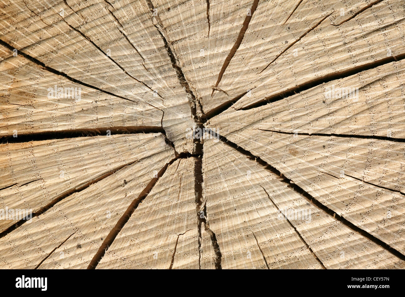 Wood background Stock Photo