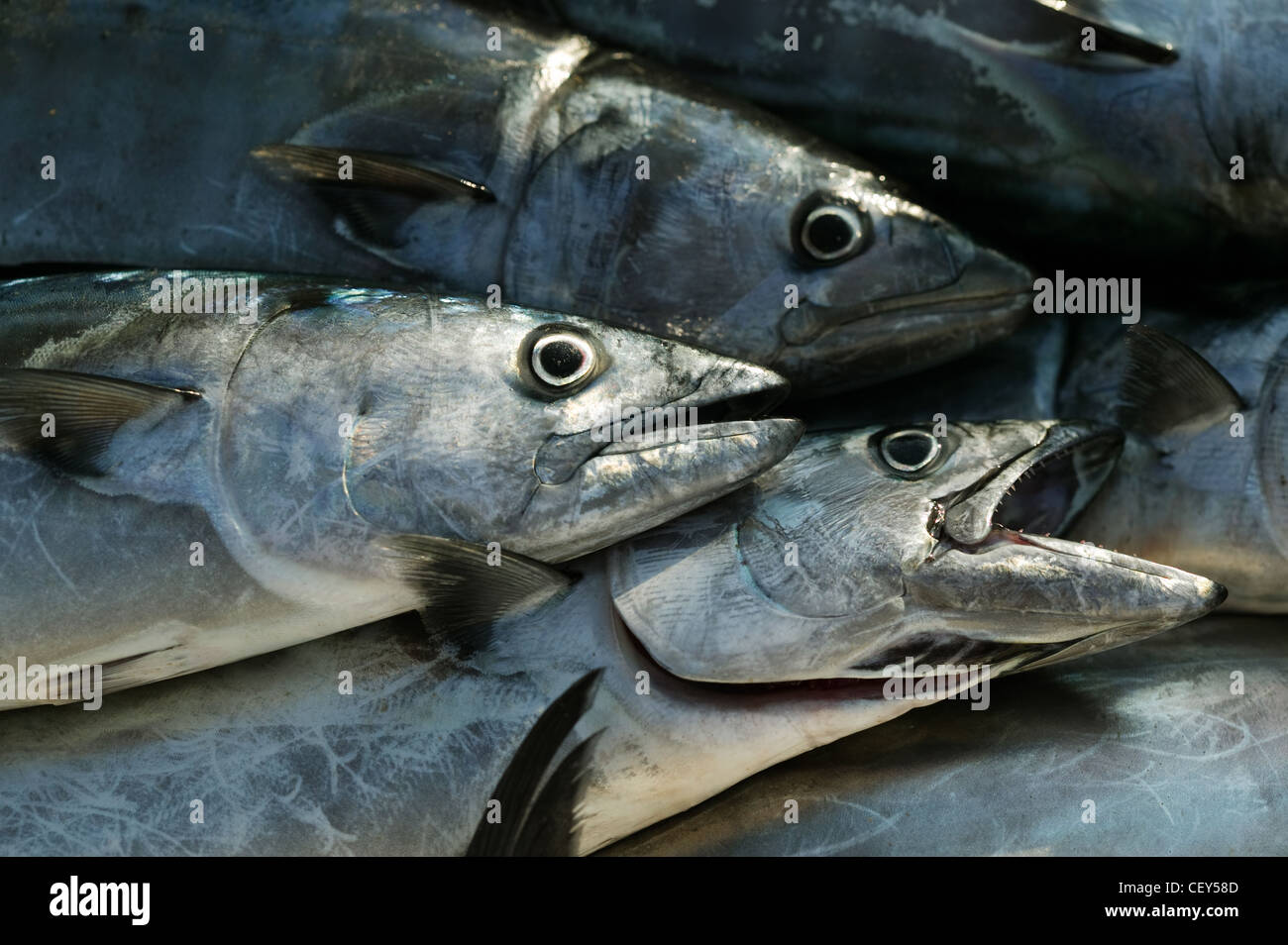 Fish from the Black sea - belted bonito (Palamis sarda) Stock Photo