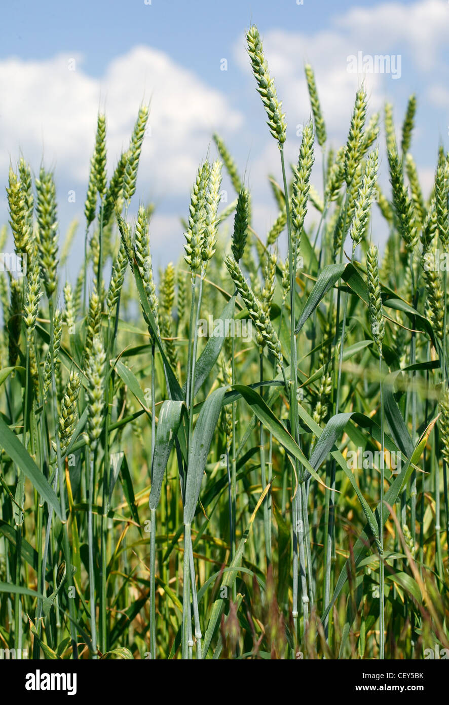 Field corn plant hi-res stock photography and images - Alamy