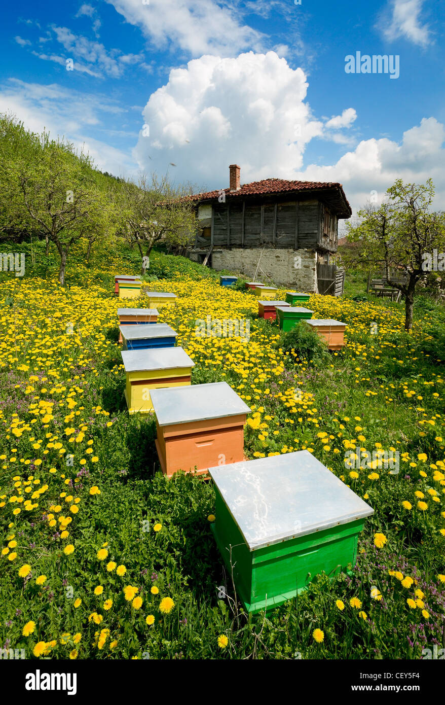 Old wooden house and colorful apiary with yellow flowers Stock Photo