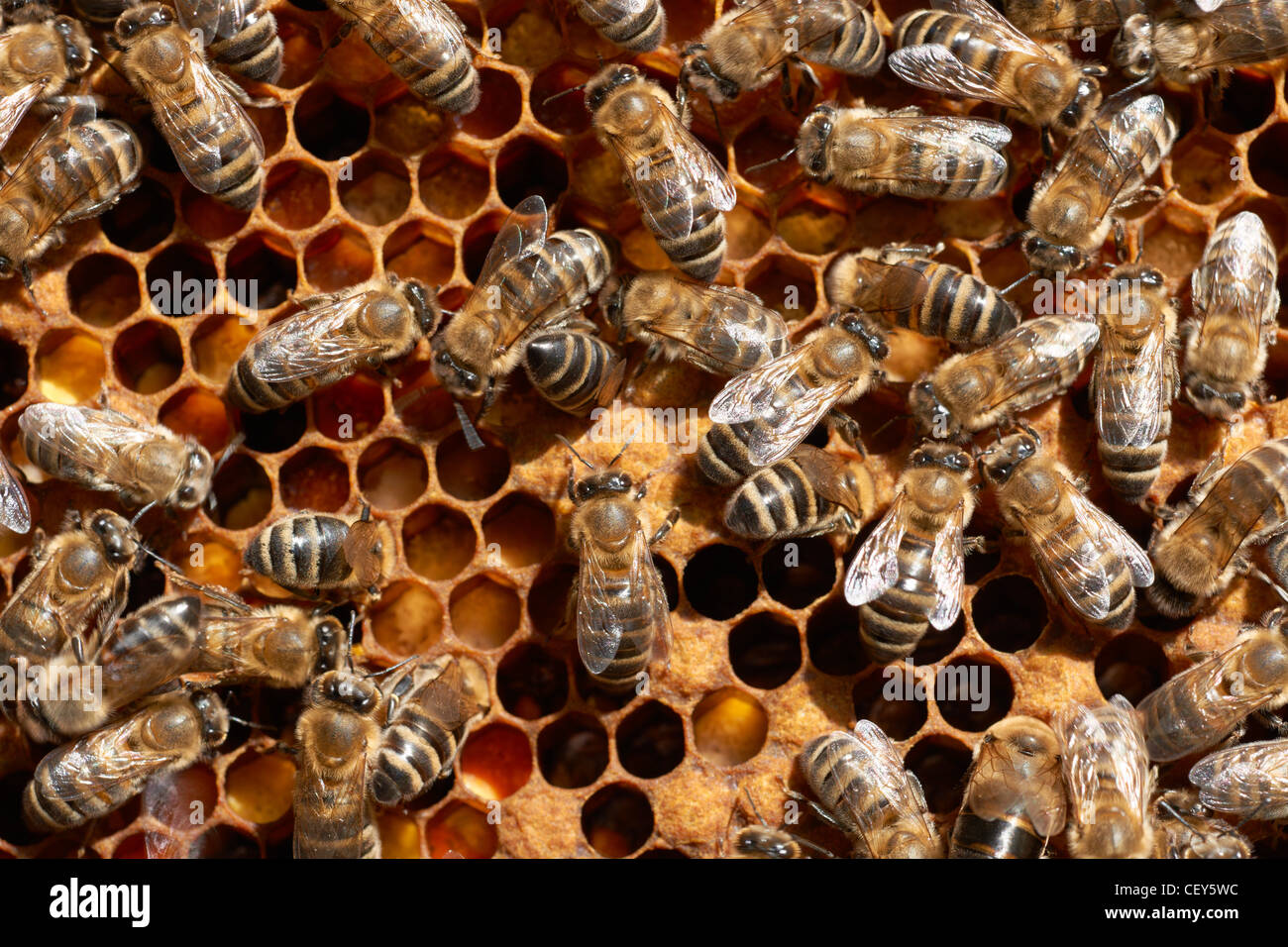 Honey bee workers on honey-comb close-up Stock Photo