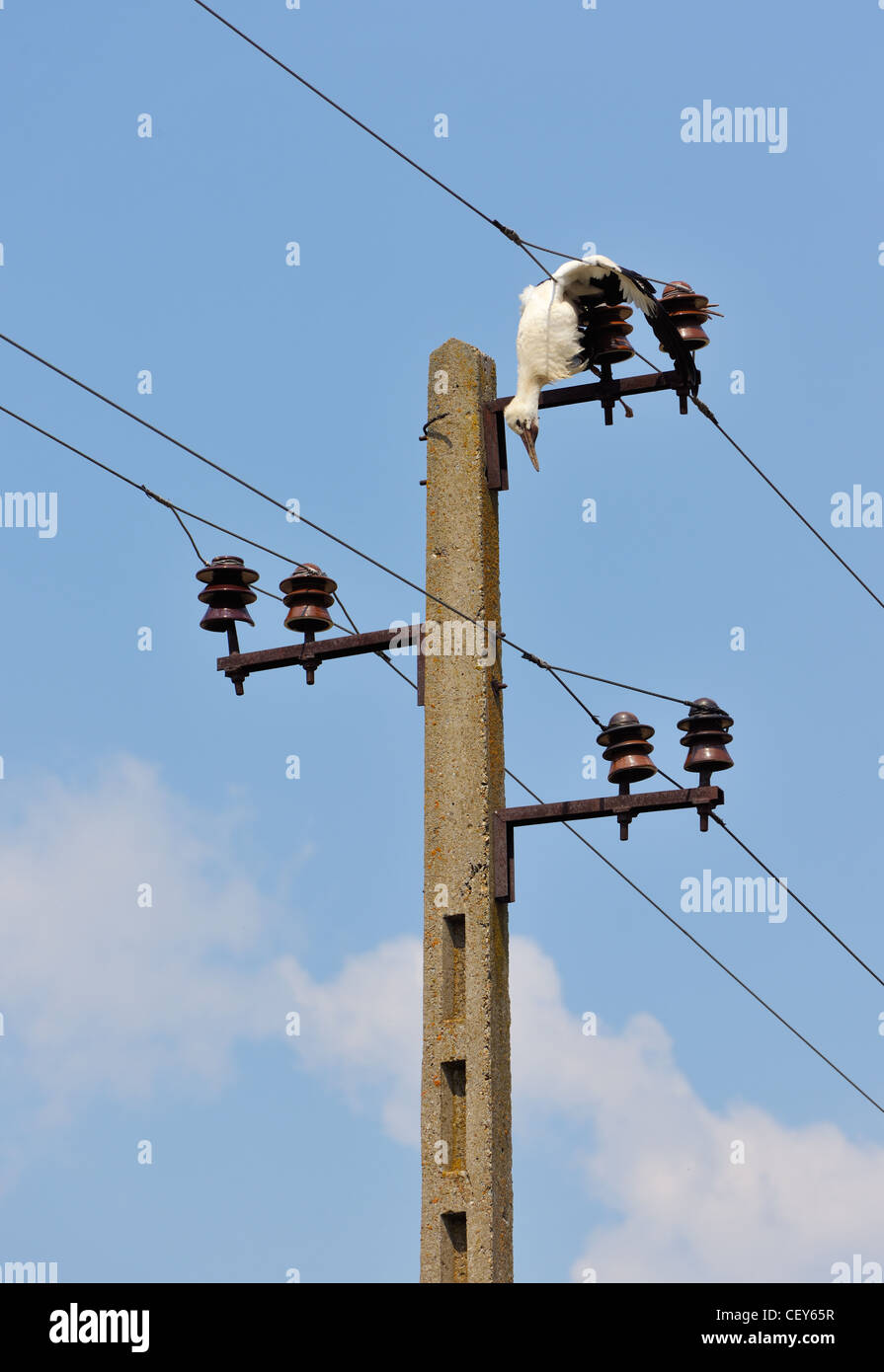 Dead bird on high voltage electricity wires, killed young stork, vertical frame Stock Photo