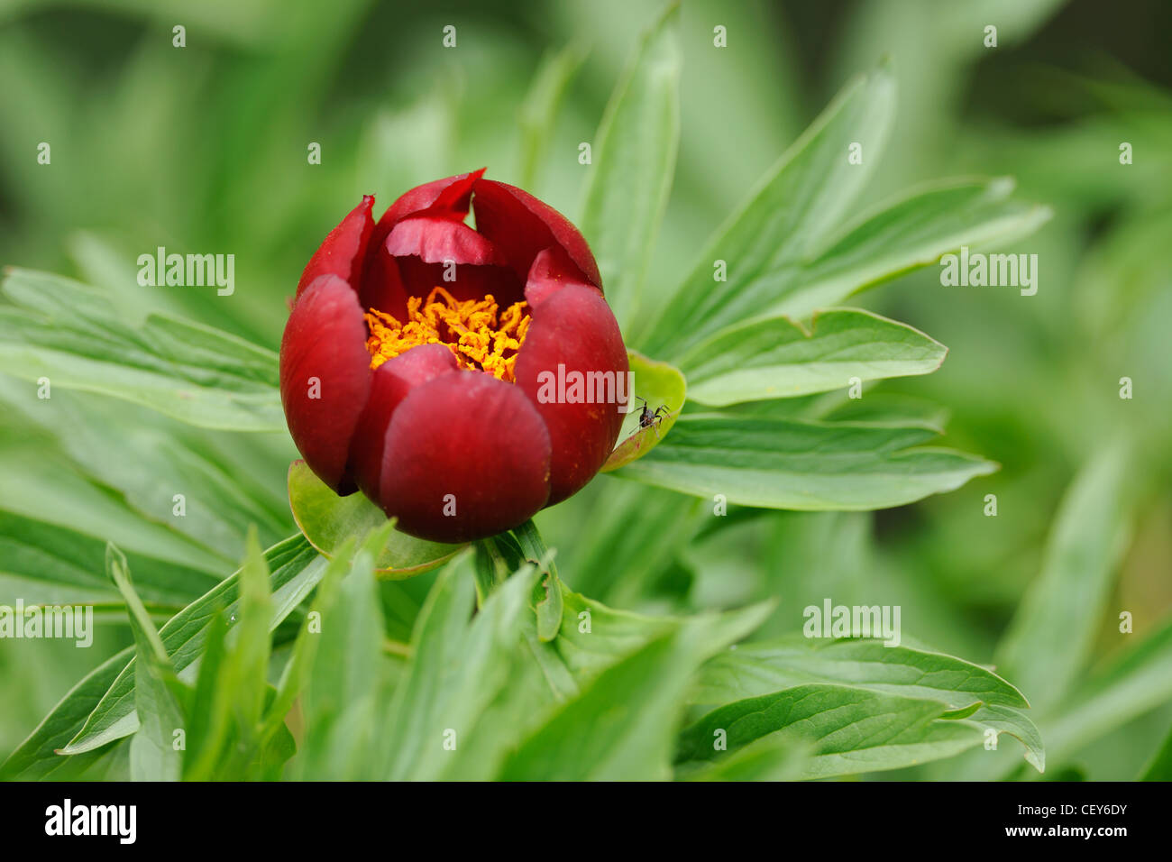 Blossom of wild red peony flower, Paeonia Stock Photo
