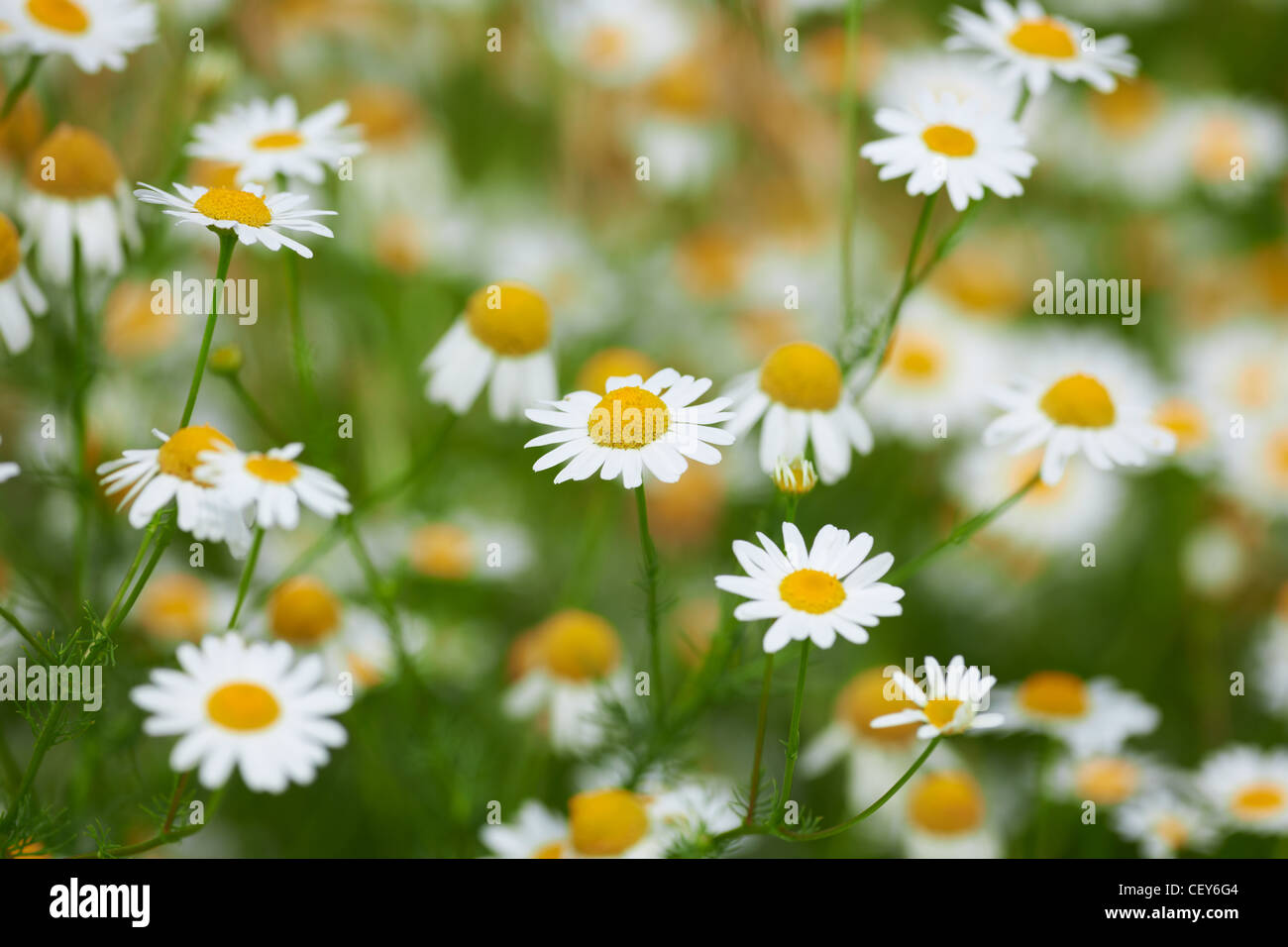 Summer flowers chamomile blossoms with beautiful background blur Stock Photo