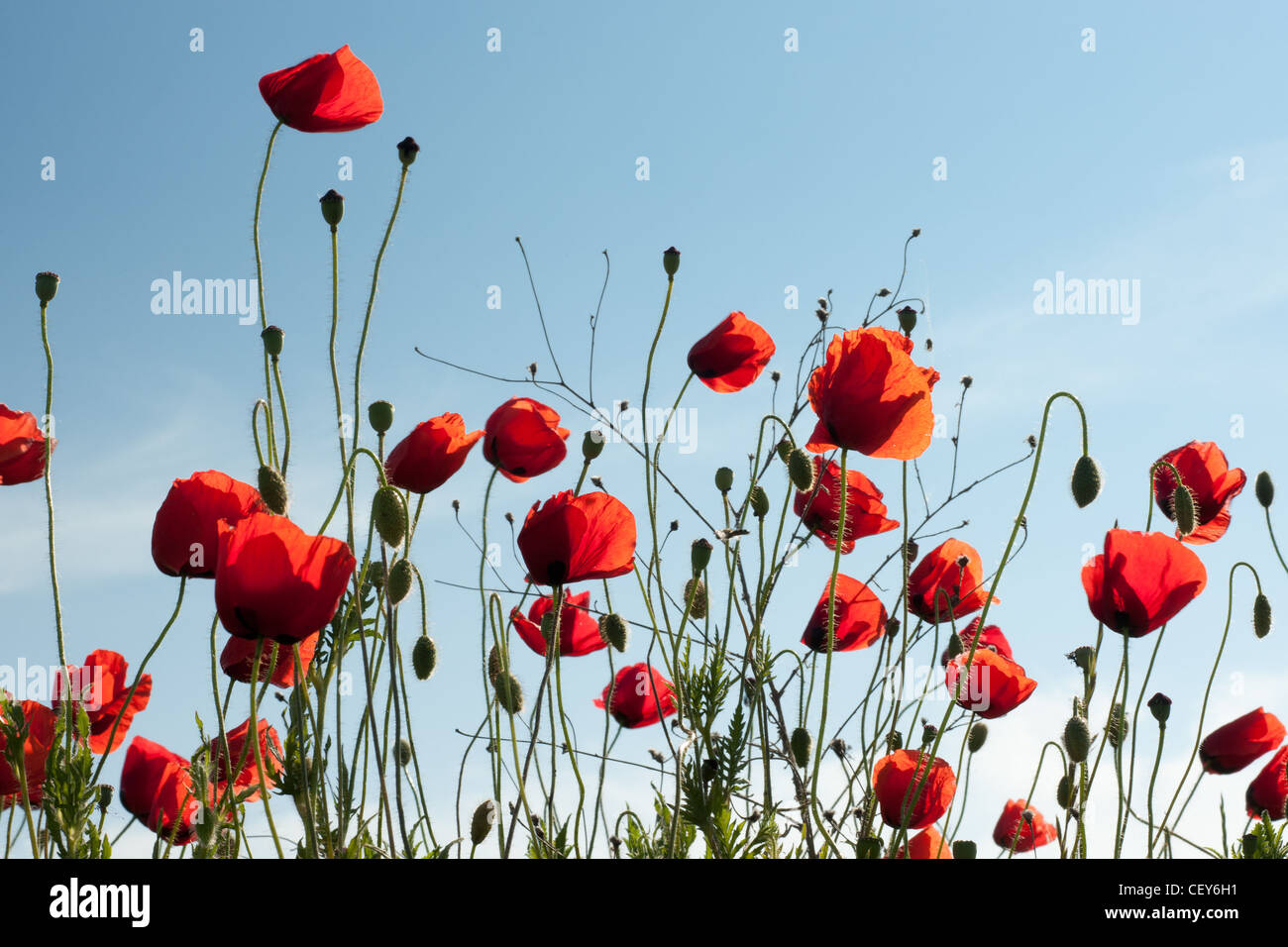 Poppy blossoms wild flowers of the field against blue sky Stock Photo ...