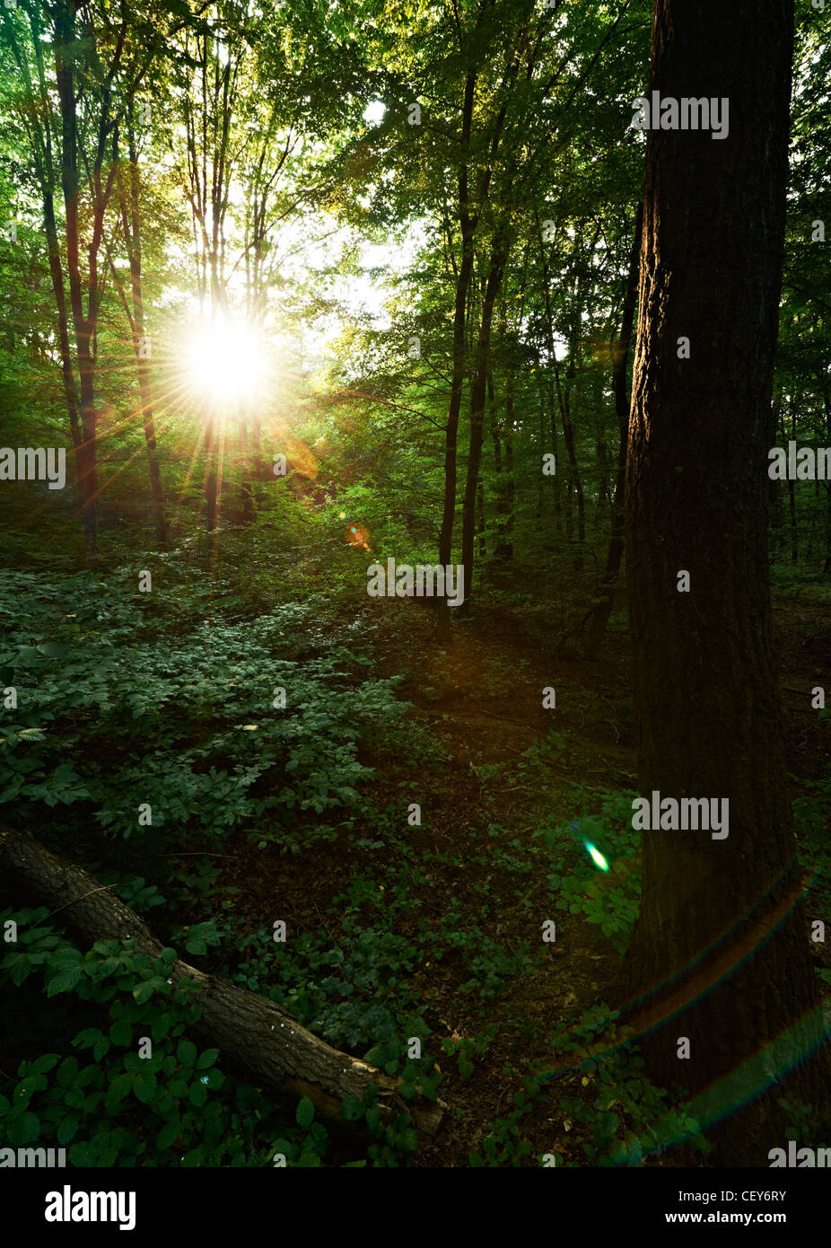 Morning sun in green oak forest Stock Photo