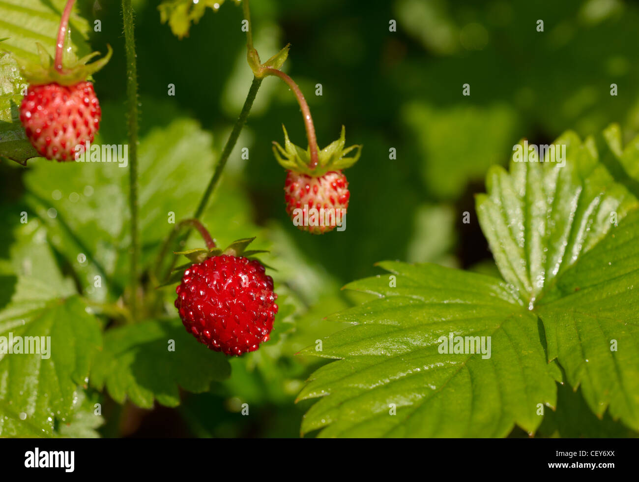 Ripe wild strawberry fruit with green leafs Stock Photo - Alamy