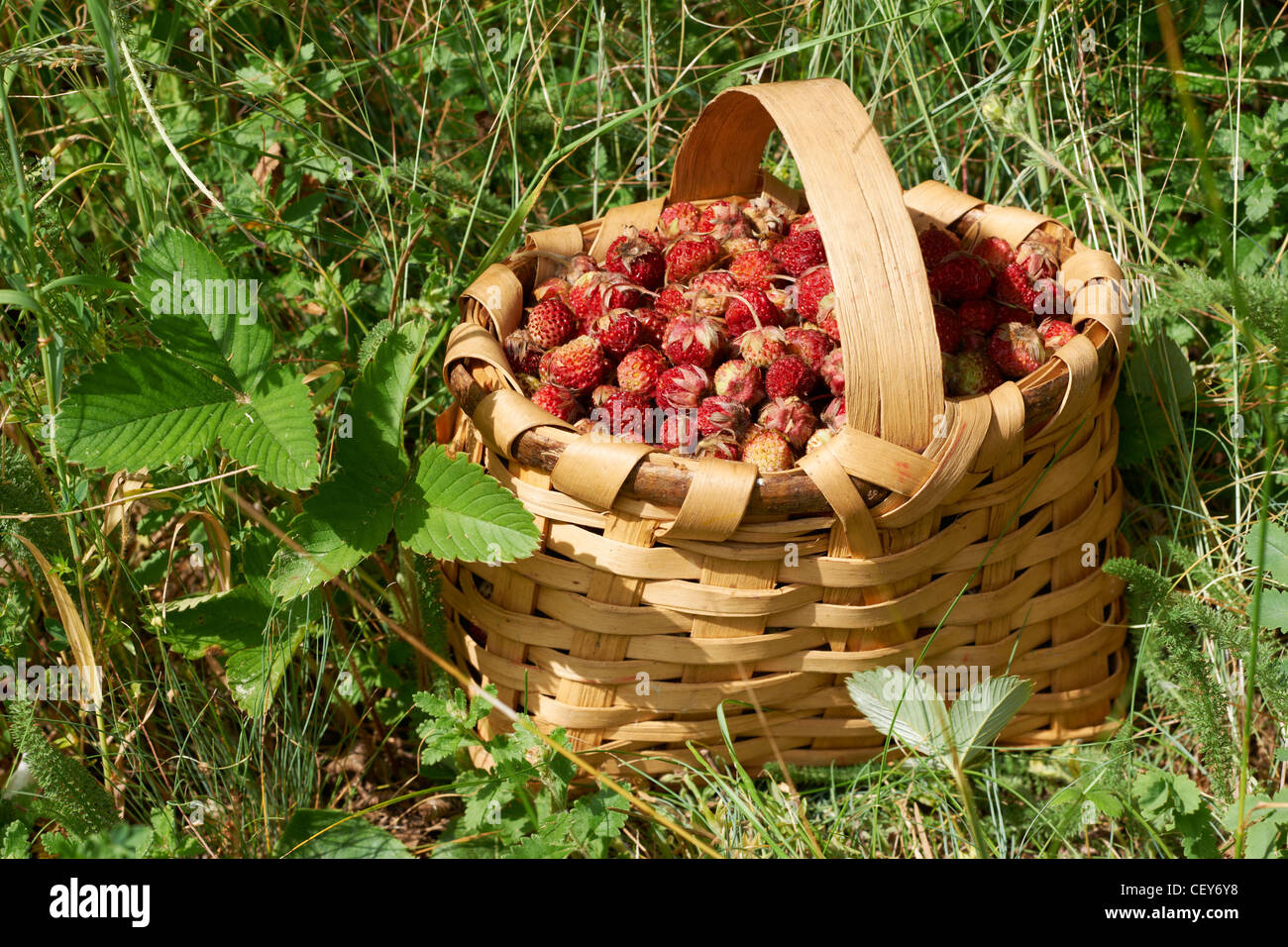 Wild strawberry basket hi-res stock photography and images - Alamy