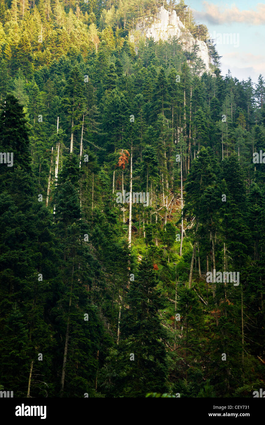 Rock with forest pine hi-res stock photography and images - Alamy