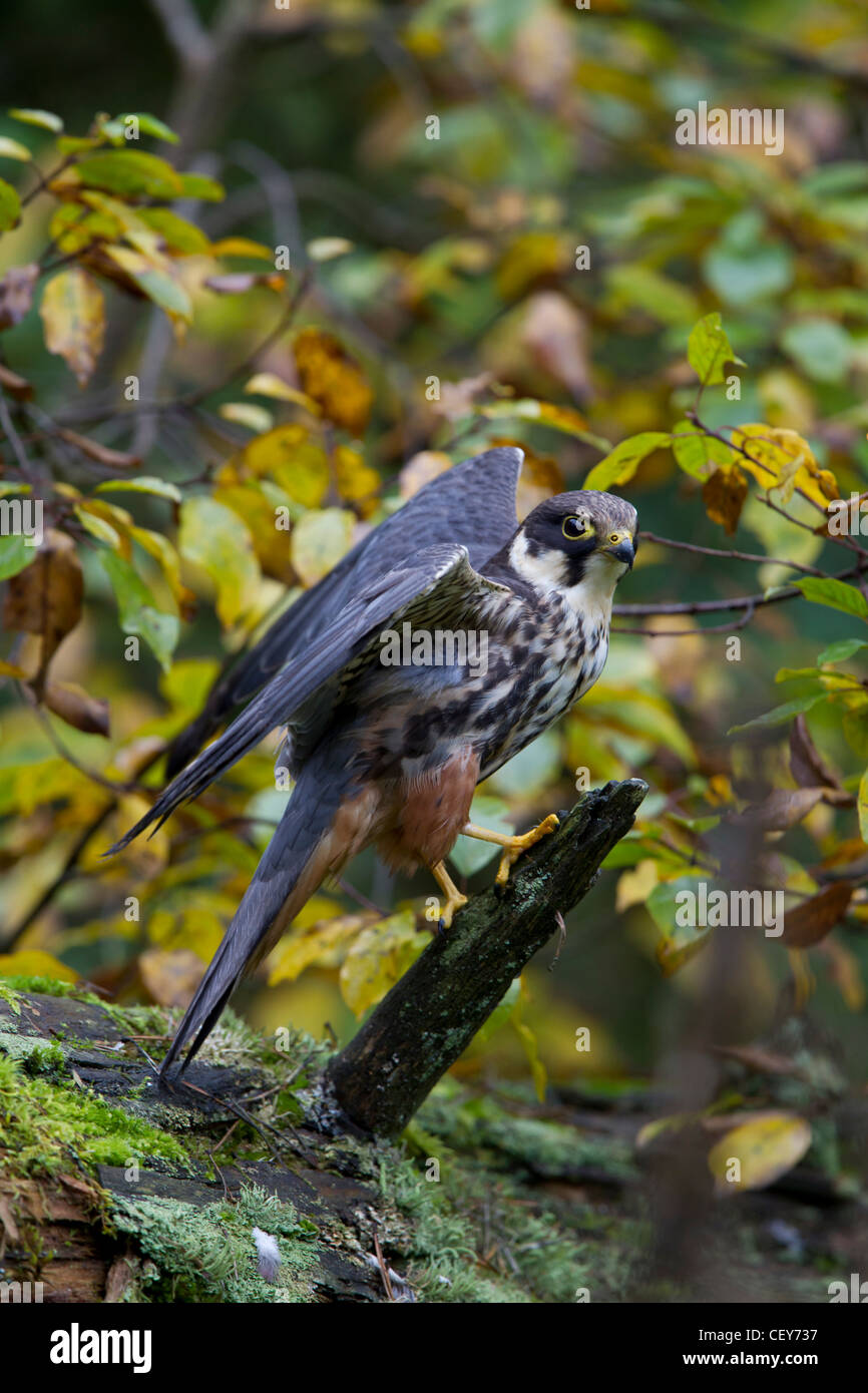 Eurasian Hobby Falco subbuteo Baumfalke Falke Stock Photo