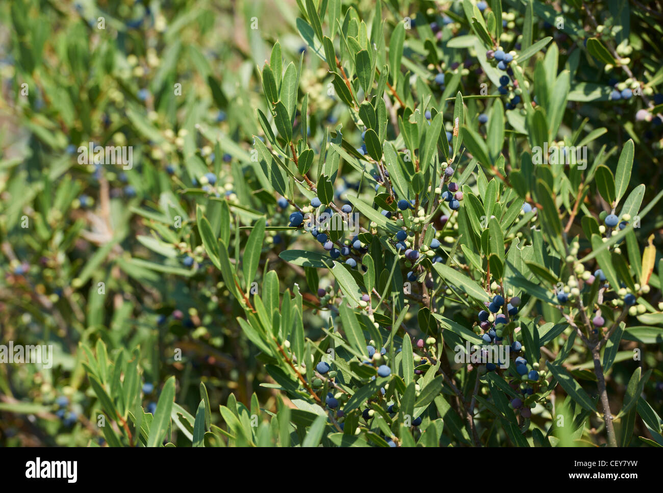 Wild olive called Oleaster in South France Stock Photo Alamy