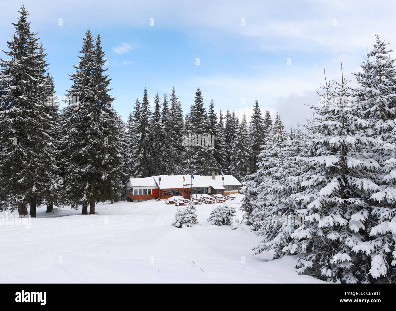 Winter snowy pine forest hi-res stock photography and images - Alamy
