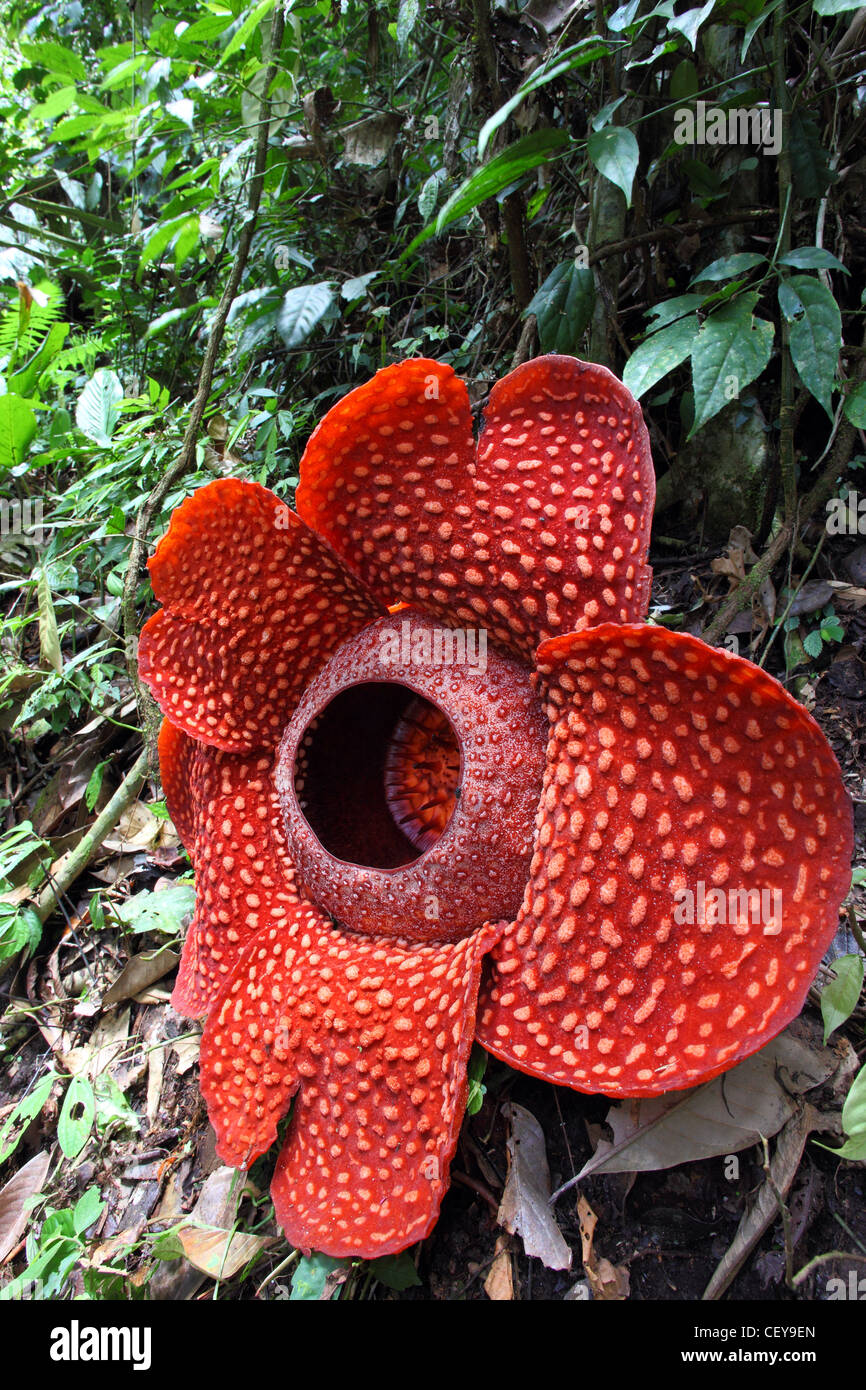 Rafflesia (Rafflesia arnoldii) flower, a parasitic plant living on the Tetrastigma vine. Bukittinggi, West Sumatra, Indonesia Stock Photo