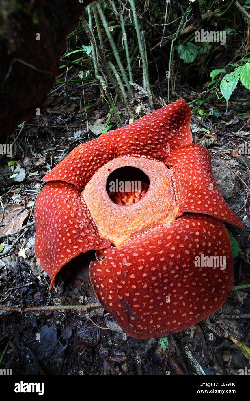 Rafflesia Rafflesia Arnoldii Flower A Parasitic Plant Living On The Tetrastigma Vine Bukittinggi West Sumatra Indonesia Stock Photo Alamy
